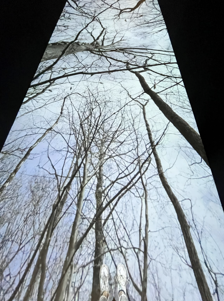 Video installation of three branches, filmed against the sky