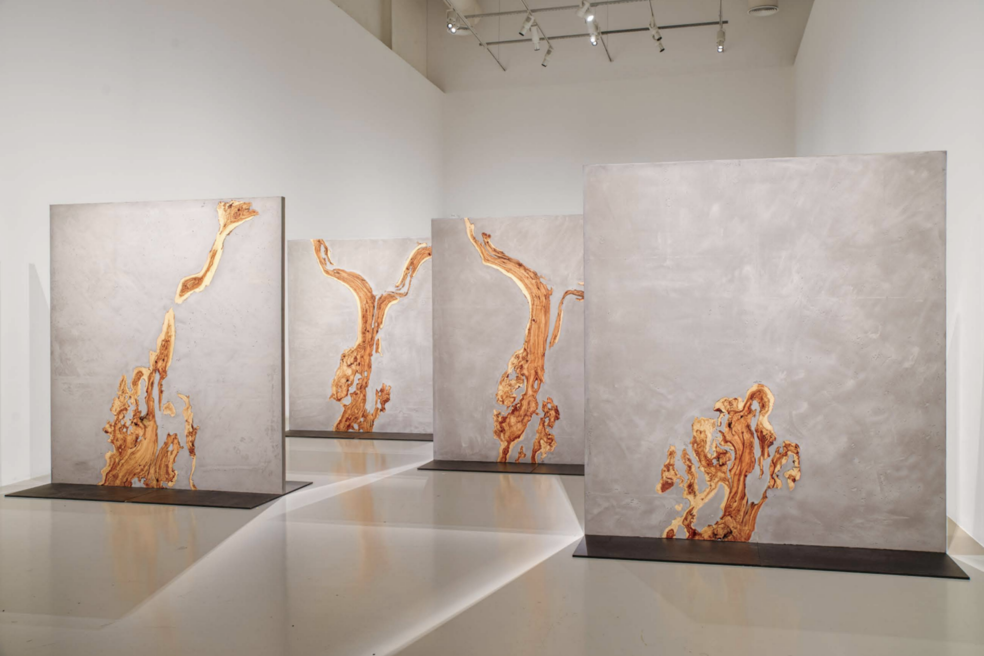 Panels with a cross-section of an olive tree inlaid in concrete-like material, in an exhibition space. Nadia Kaabi-Linke One Olive Tree Garden