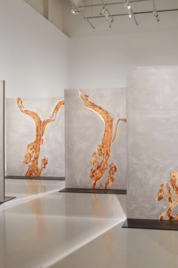 Panels with a cross-section of an olive tree inlaid in concrete-like material, in an exhibition space. Nadia Kaabi-Linke One Olive Tree Garden