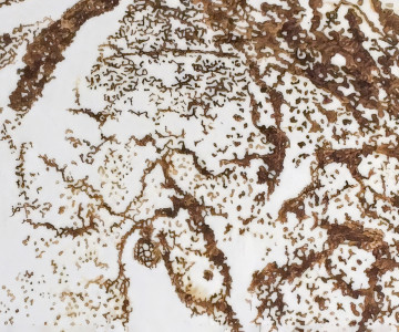 Close Up of an abstract painting, crackling brown structure made with coffee grounds on a white background. Nadia Kaabi-Linke, Mare Crisium.